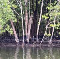 Experience the Mangrove tour in Desaru