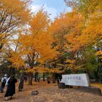 beautiful yoyogi park