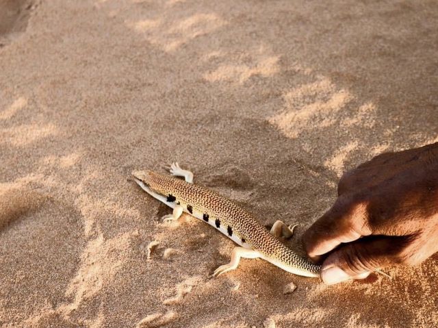 작렬하는 태양의 사하라 사막 🐫🌵