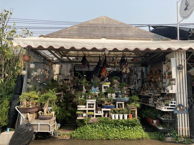ทริปหาซื้อต้นไม้ฟอกอากาศ @เชียงใหม่