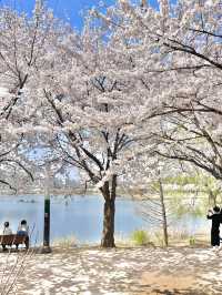 수원 벚꽃명소 🌸만석공원🌸
