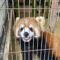 【東京都/伊豆大島】東京都立大島公園動物園