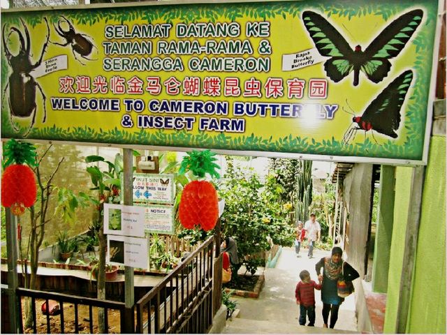Experience to the Butterfly Farm