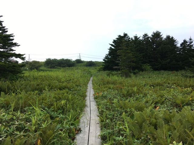 北海道　北海道観光　利尻島の南浜湿原に行ってきた！