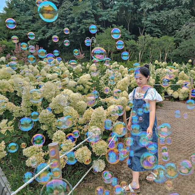 만개한 유럽수국을 볼 수 있는 카페 청주 프레이밍!