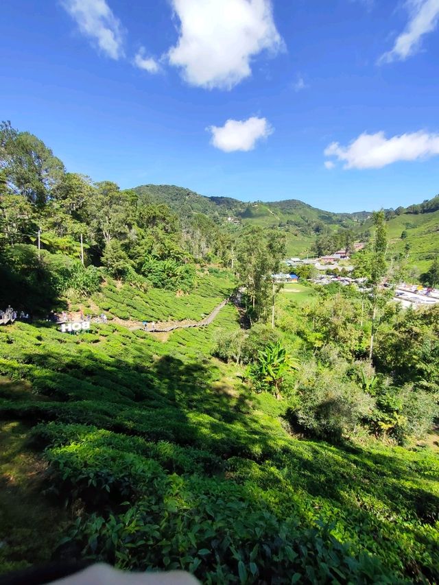 Scenic view of the lush green tea