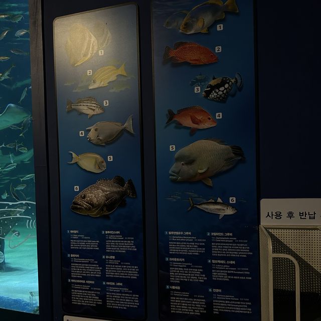 大邱の新世界デパートに水族館！？