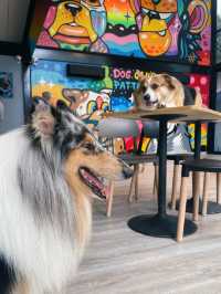 DOG CLUB คาเฟ่น้องหมาสุดไนซ์ที่พัทยา 🐶