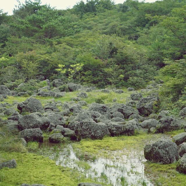 🌳 제주에서 차로 갈 수 있는 가장 높은 곳, 1100고지습지