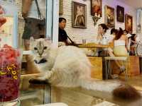 Caturday Cat Cafe