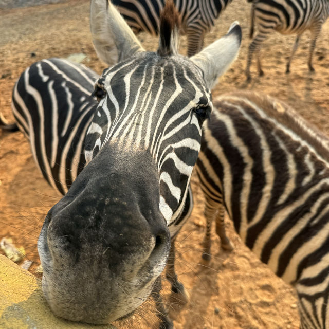 湖南漢壽野生動物世界