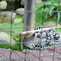 Open-air musuem And zoo (Skansen)