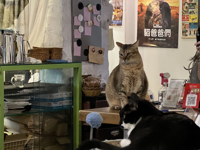 台北東區-愛貓族不可錯過的貓咪咖啡店Toast Chat