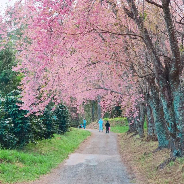 ภูเขาสีชมพู