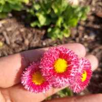 Floriade - Canberra