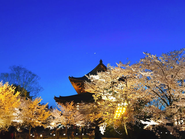 【絶景】狙い目はマジックアワー！京都で夜桜見るなら東寺のライトアップがおすすめ🌸