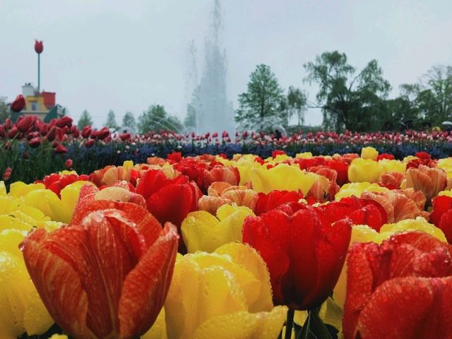 Tonami Tulip Park