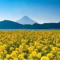 鹿兒島縣，指宿油菜花