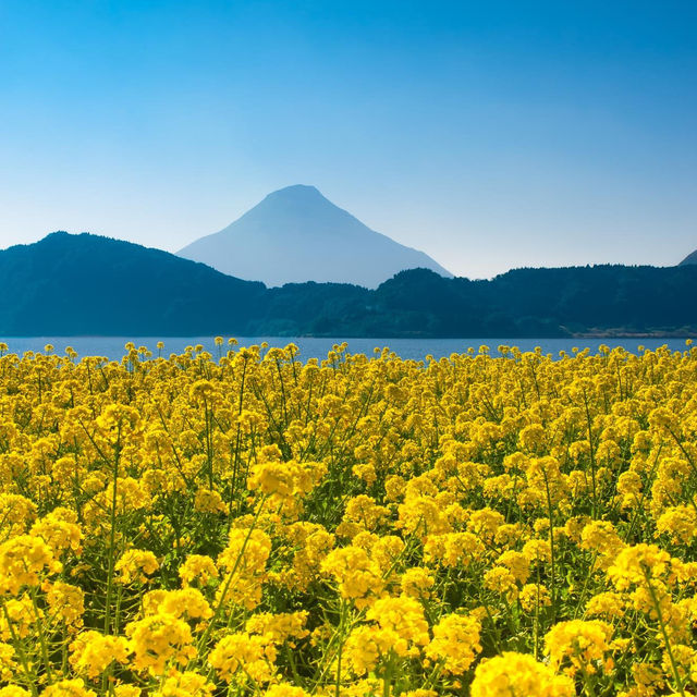 鹿兒島縣，指宿油菜花