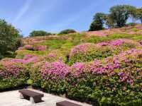 Full of Azalea Bloom is amazing