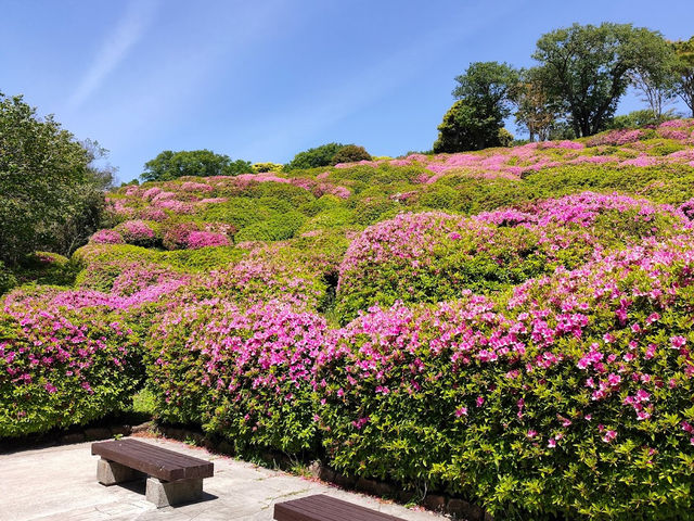 Full of Azalea Bloom is amazing