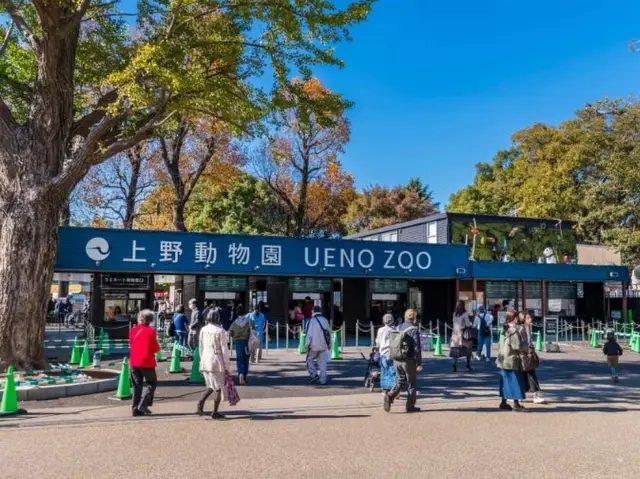 Twin Pandas in Ueno zoo