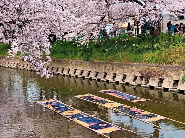 แม่น้ำโกโจ Iwakura (เทศกาลชมดอกซากุระ)🌸