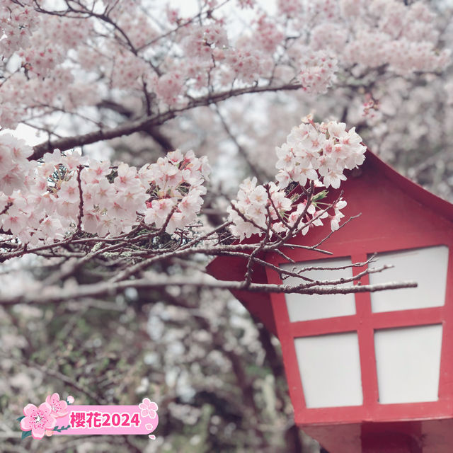 【新倉山淺間公園】不能錯過櫻花與富士山同框的畫面🌸🗻