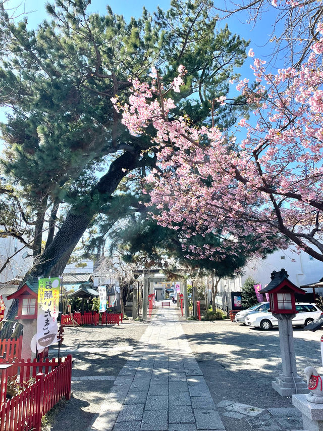 【鴻神社/埼玉県】コウノトリゆかりの神社で桜を愛でる