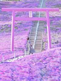 【北海道】一面ピンクの山！東藻琴芝桜公園