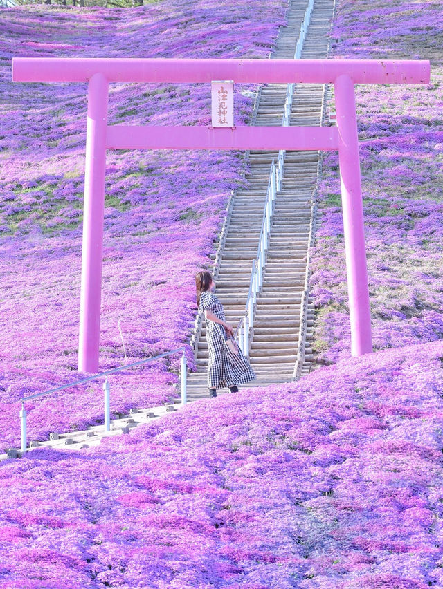 【北海道】一面ピンクの山！東藻琴芝桜公園
