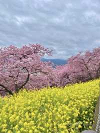 🌸matsuda city cherry blossom festival 🌸