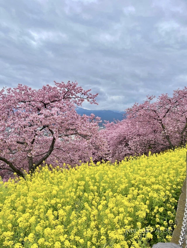 🌸matsuda city cherry blossom festival 🌸