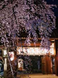 【京都×桜】江戸時代から伝わる夜桜✨京都市内でも珍しい「桜×菜の花」が見れる神社を紹介⛩️