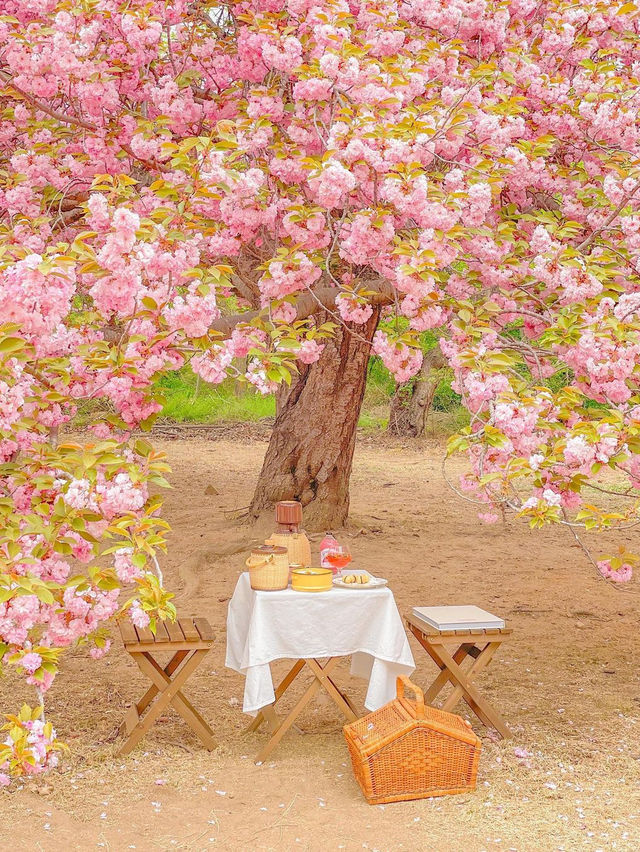 이번 주말, 겹벚꽃 보러 경주 다녀오셔요🌸♥️