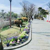 Charm of Japanese springtime, Sumiyoshi Park🌸