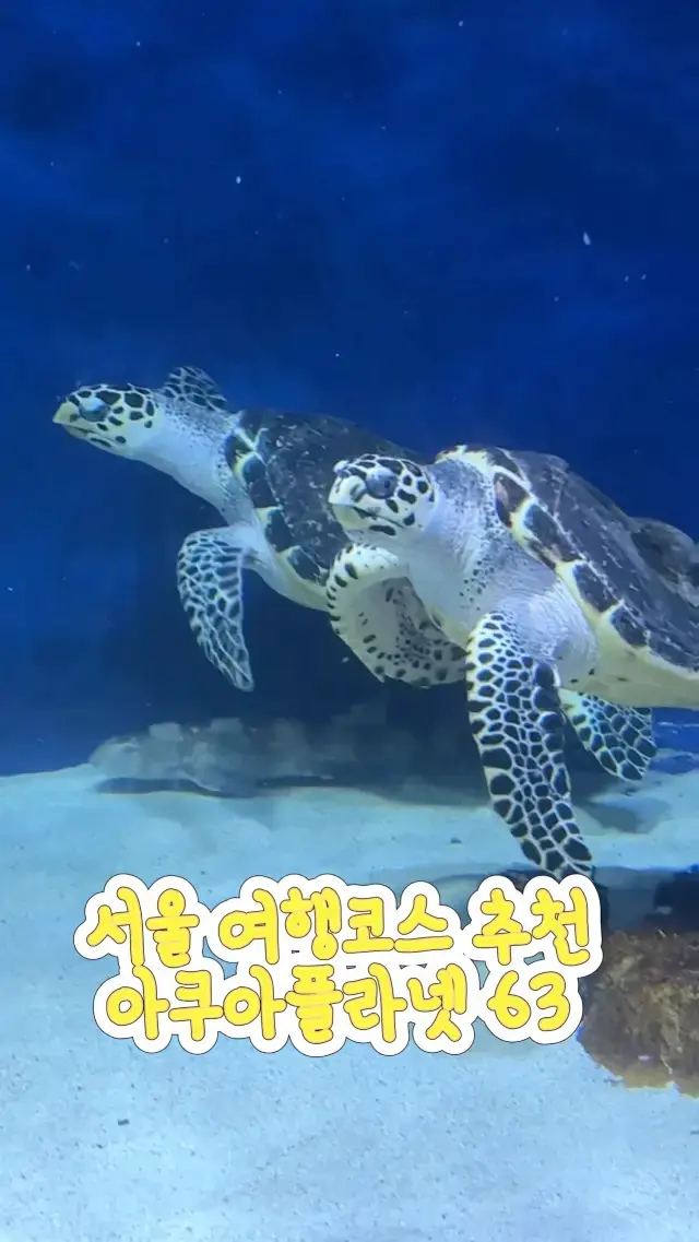 서울 데이트 코스로 강력 추천하는 아쿠아플라넷63🐬