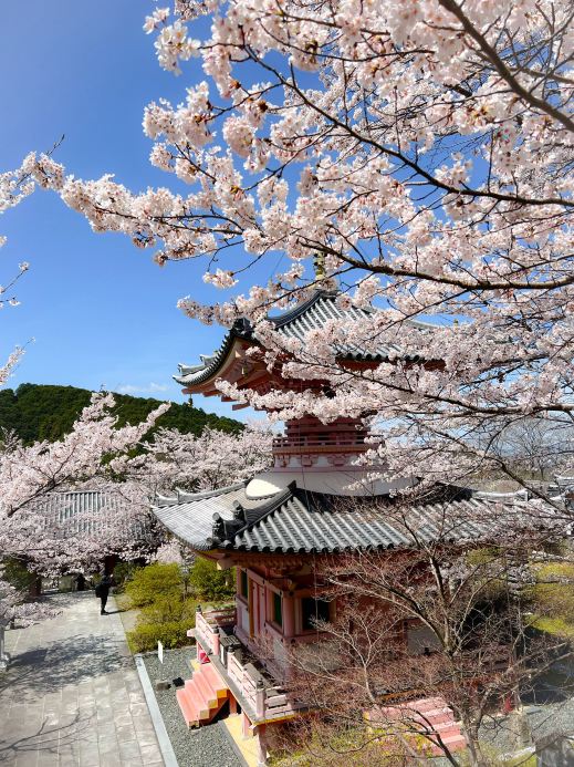 奈良】桜大仏は必見！ | Trip.com 高市郡
