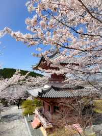 【奈良】桜大仏は必見！