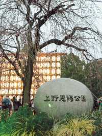 東京｜上野公園 櫻花盛開 日韓春天好去處🌸
