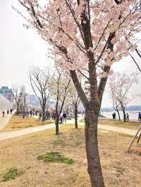 가족과 함께 떠나는 벚꽃놀이🌸