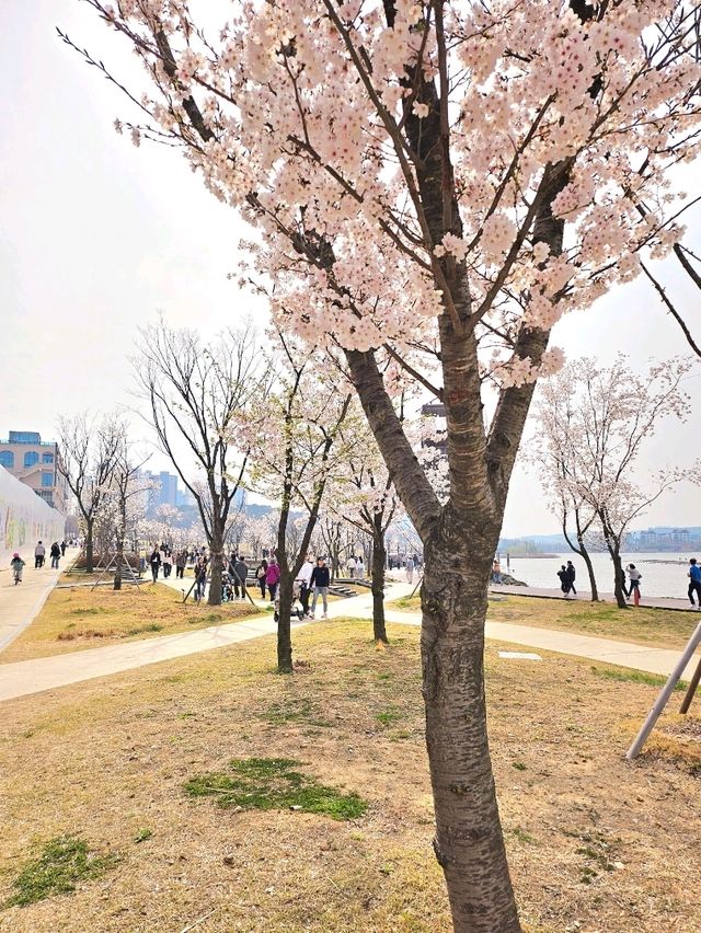 가족과 함께 떠나는 벚꽃놀이🌸