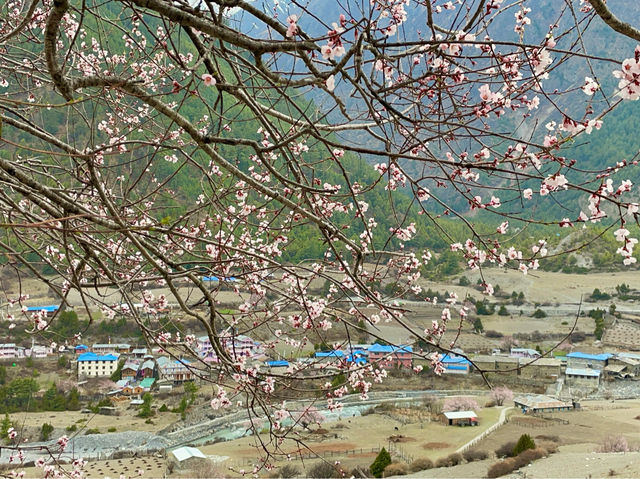 The rare sight of Himalayan cherry blossoms.