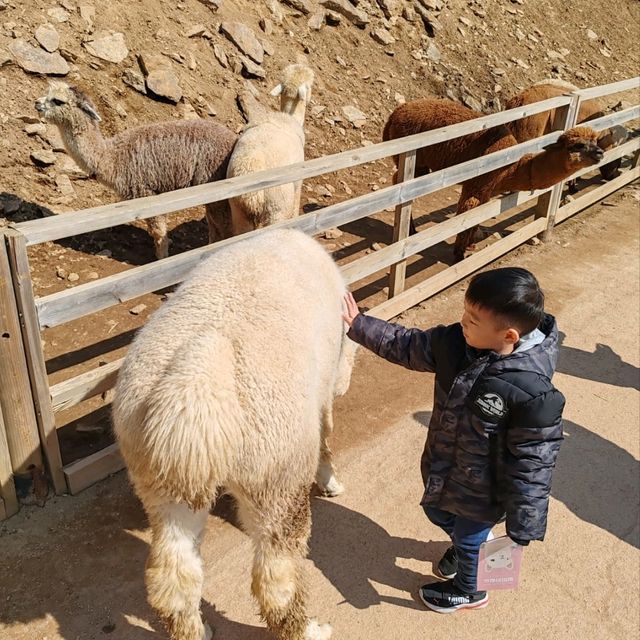 Alpaca World in Seoul