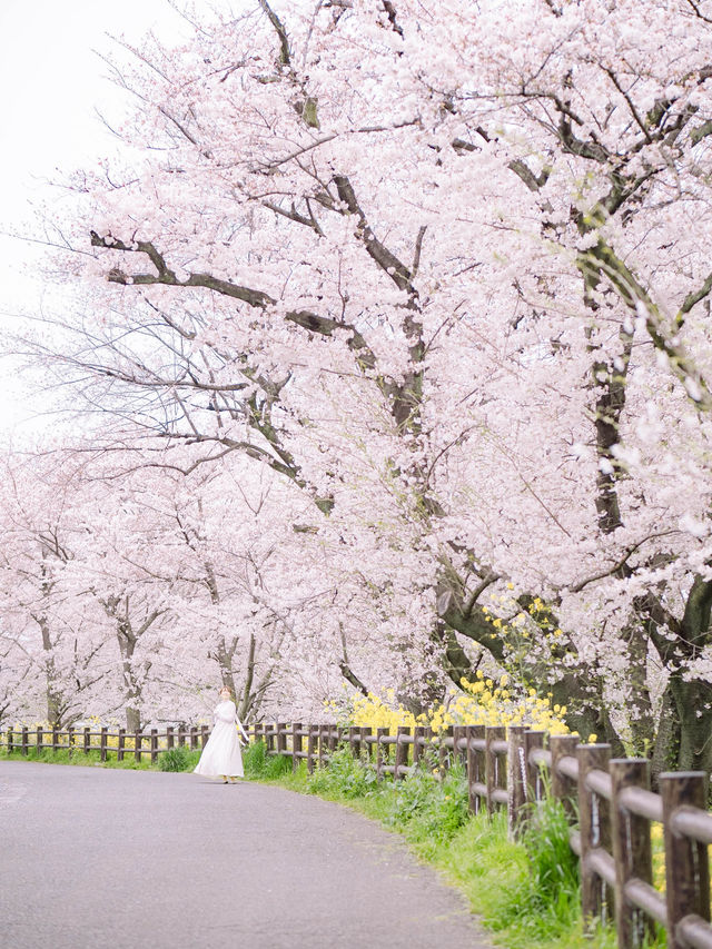 【埼玉の名所！】川越氷川神社の裏手にある桜並木が美しい！🌸