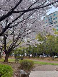 인천 벚꽃 명소🌸 가족, 연인과 조용하게 주말 나들이로 딱 !