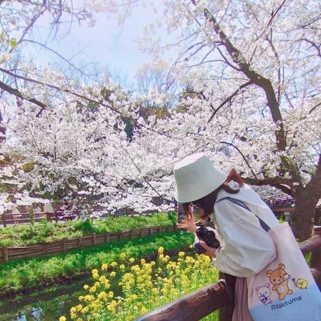  🌸Kawagoe Hikawa Shrine