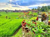 Jatiluwih Rice Terraces