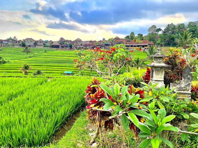 Jatiluwih Rice Terraces