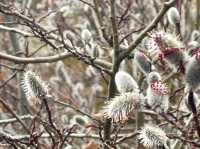 wild plum blossoms etched in the soul.